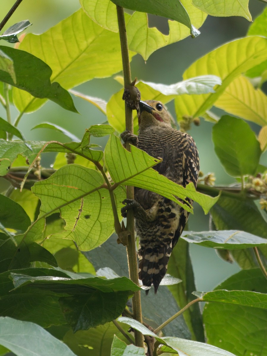 Buff-rumped Woodpecker - ML636607937