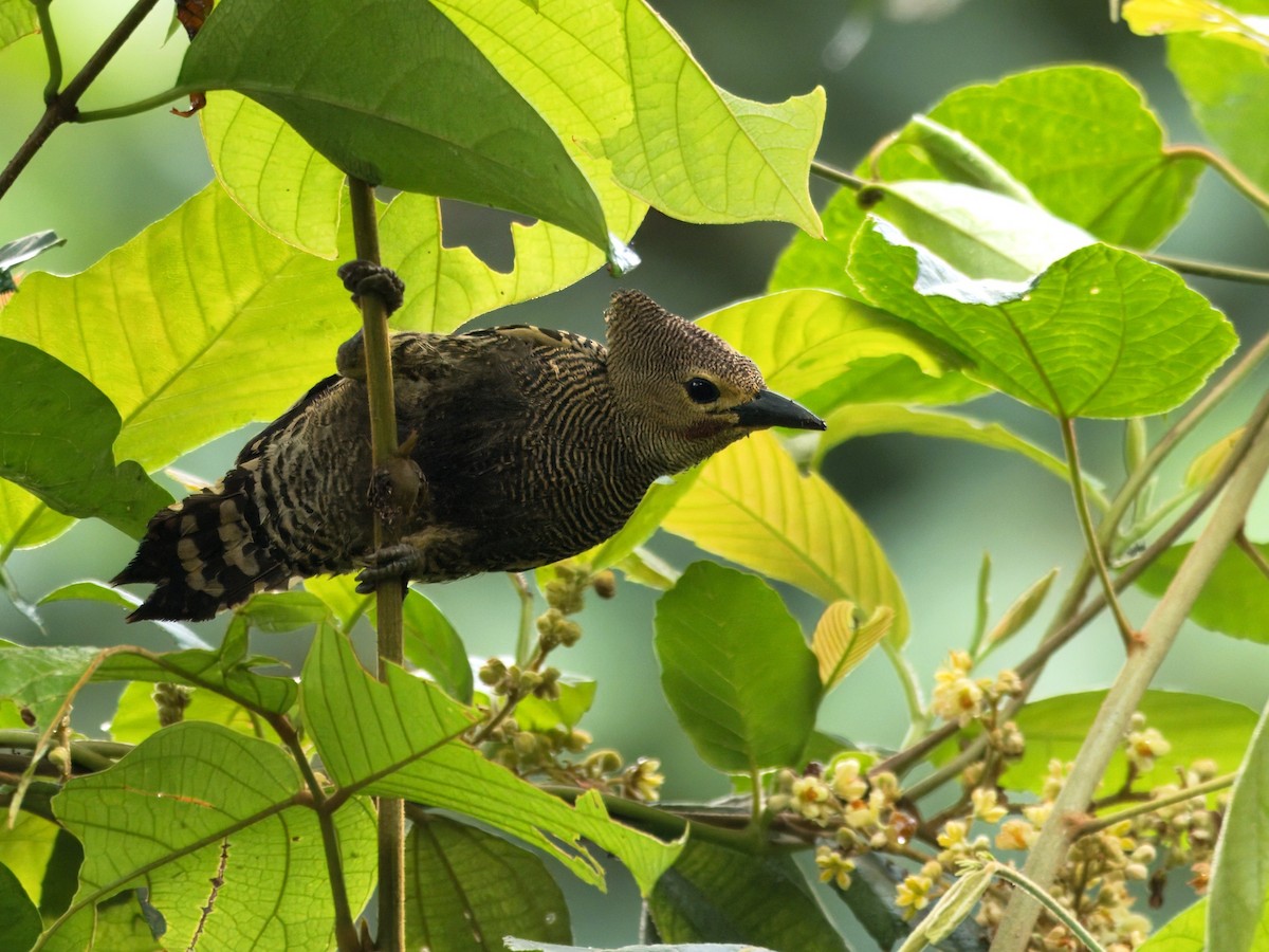 Buff-rumped Woodpecker - ML636607939