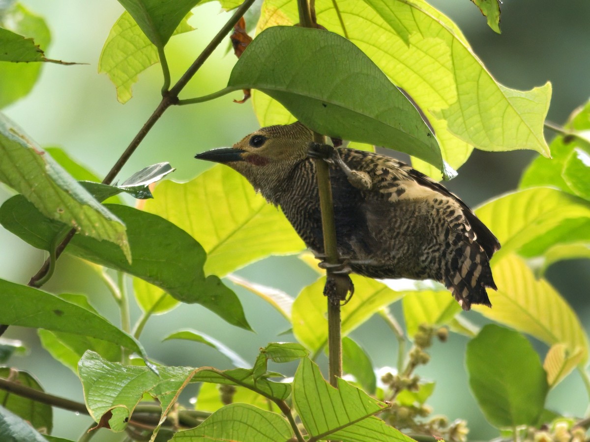 Buff-rumped Woodpecker - ML636607943