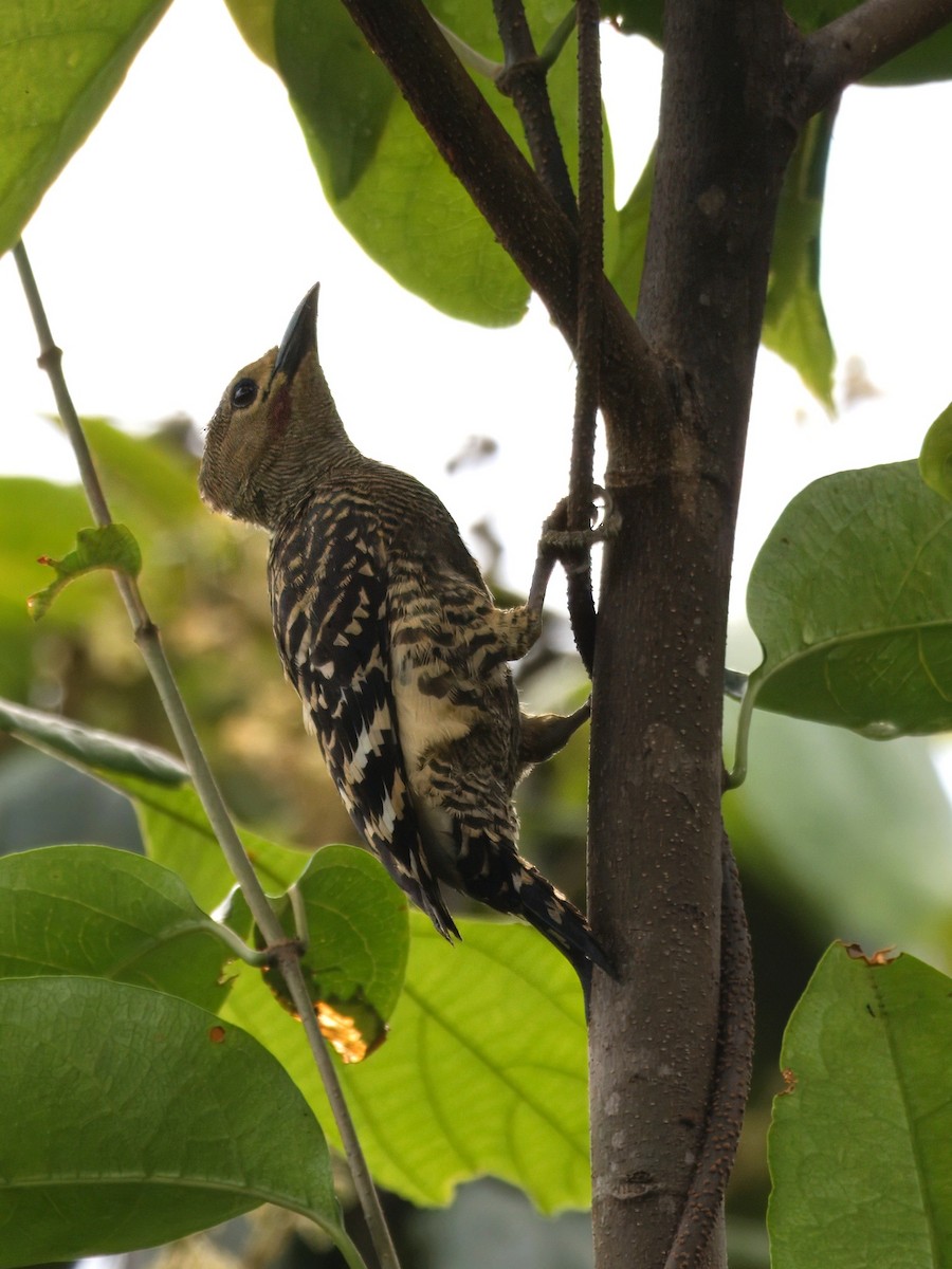 Buff-rumped Woodpecker - ML636607944
