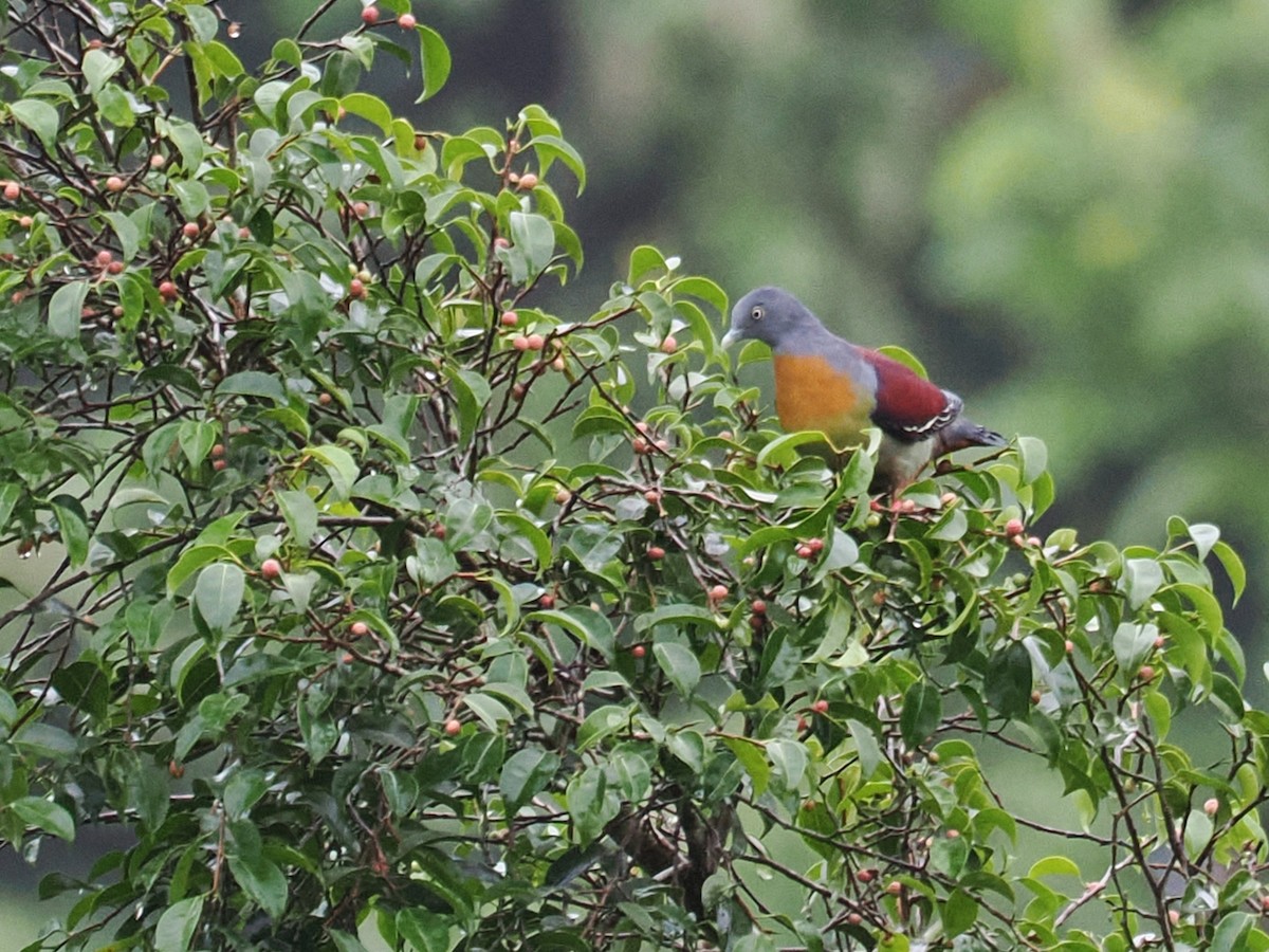 Little Green-Pigeon - ML636607991