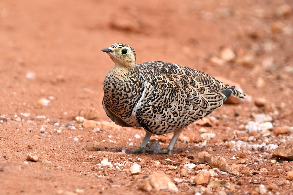 Black-faced Sandgrouse - ML636608022