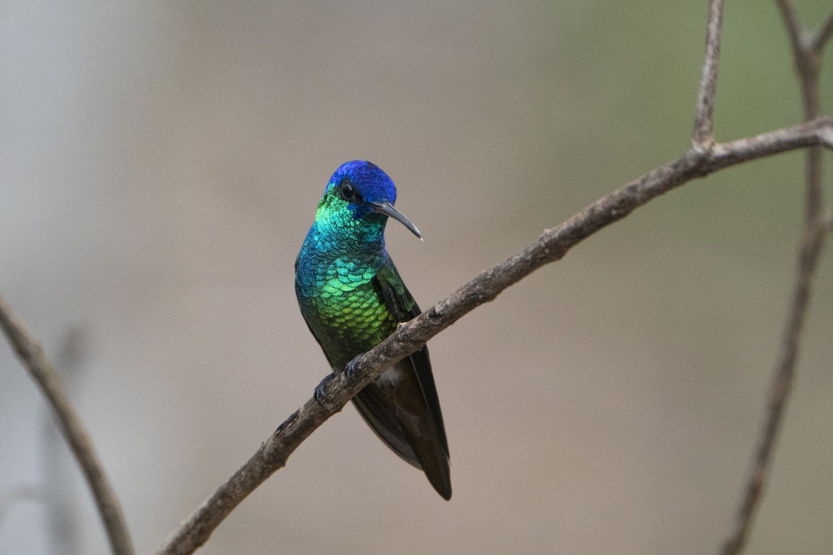 Golden-tailed Sapphire - ML636608031