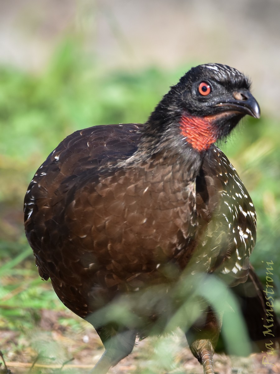 guan bolívijský - ML636608034