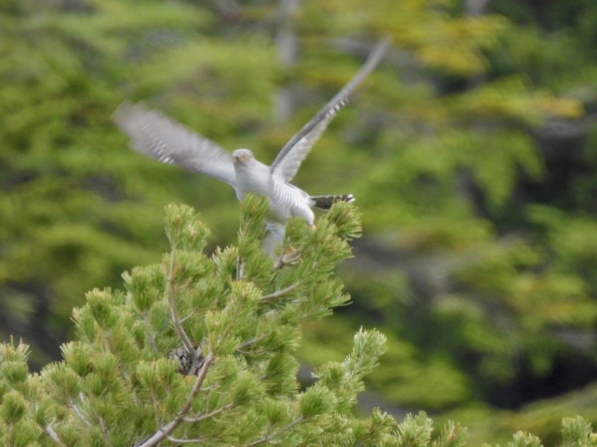 Cuculo - ML636608058