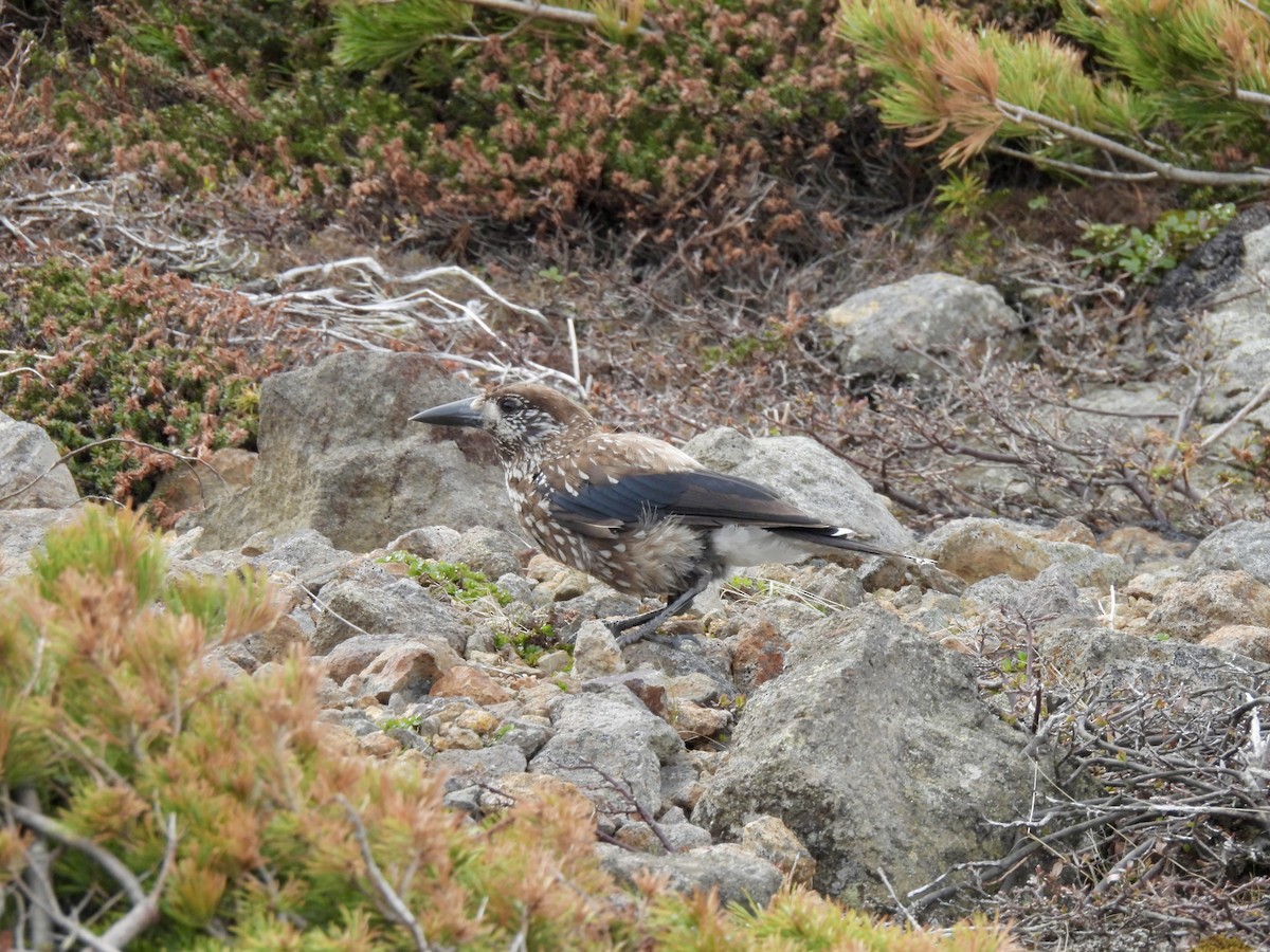 Nocciolaia - ML636608104