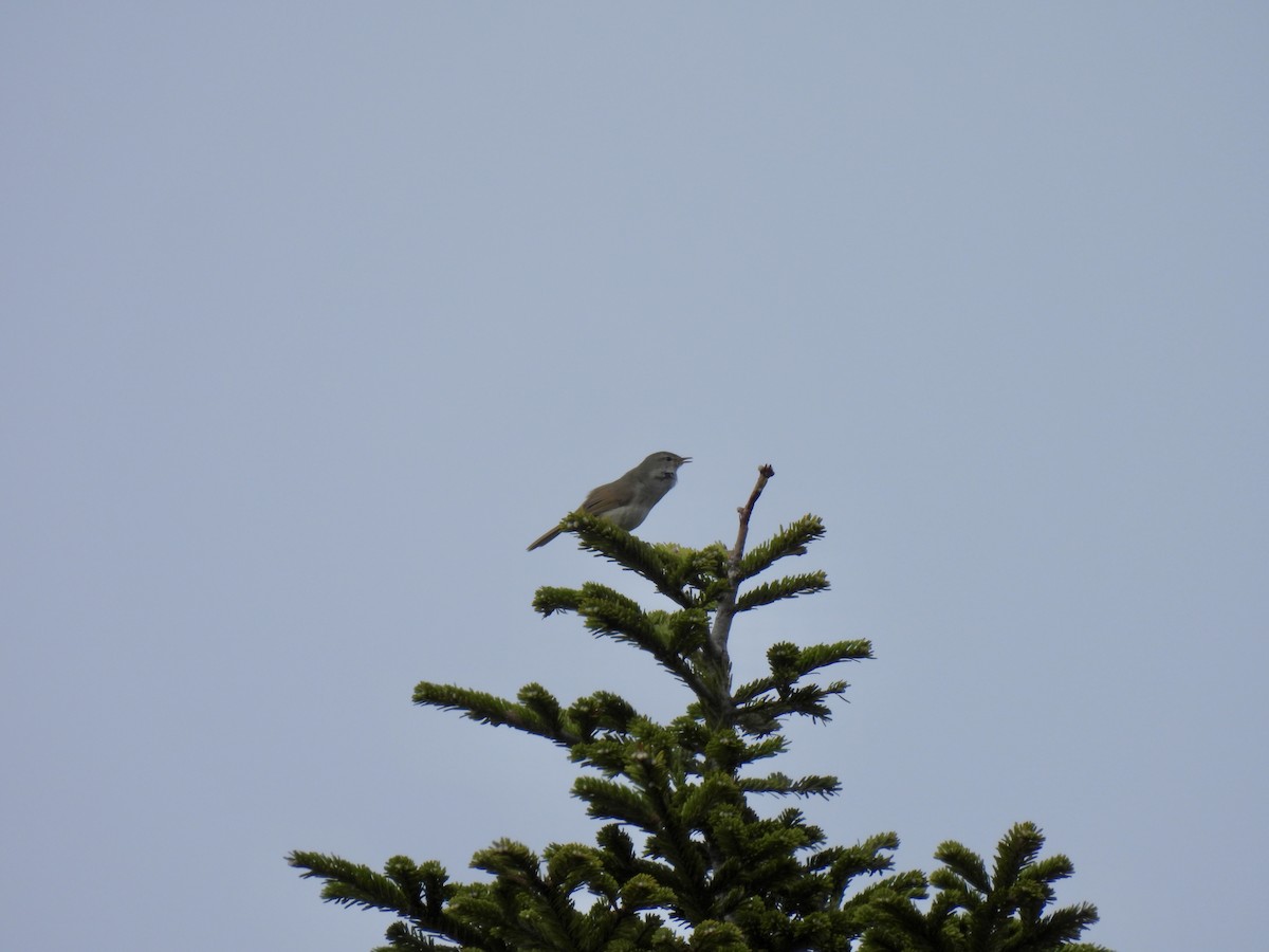 Japanese Bush Warbler - ML636608149