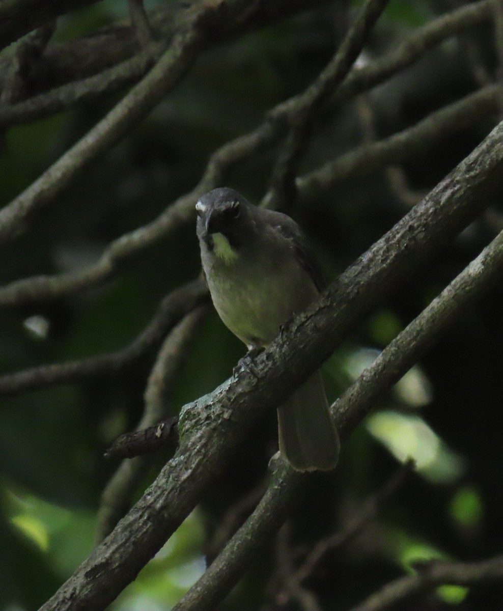 Olive-gray Saltator - ML636608154