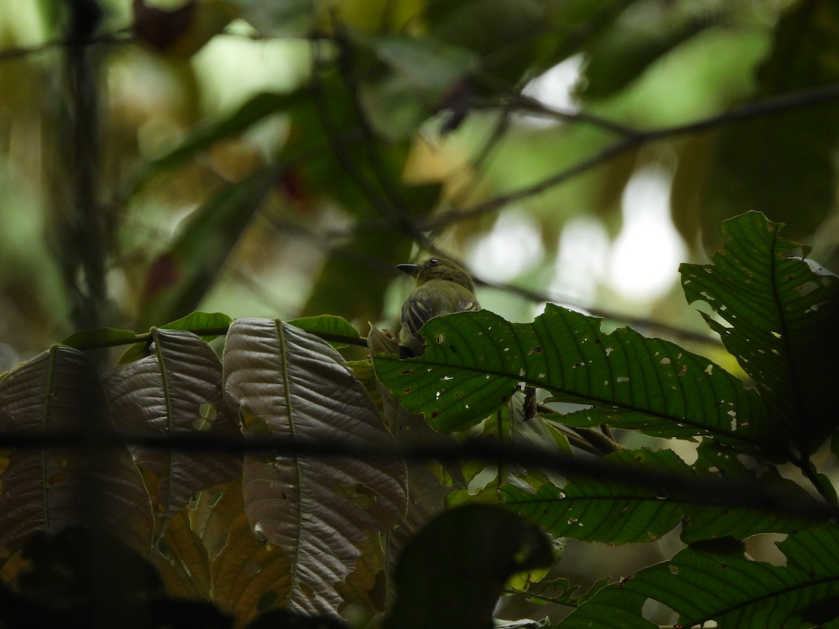 Olive-faced Flatbill - ML636608173