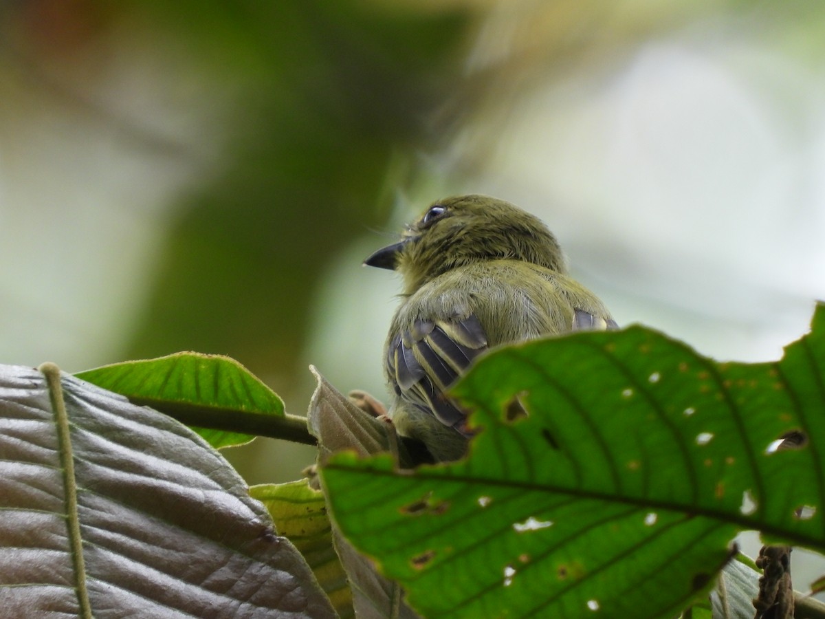 Olive-faced Flatbill - ML636608174