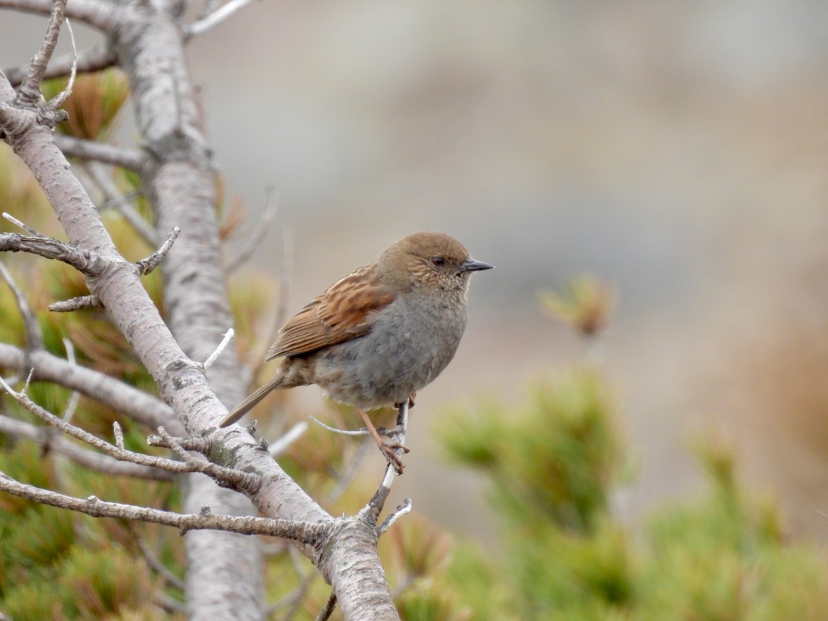 Japanese Accentor - ML636608180
