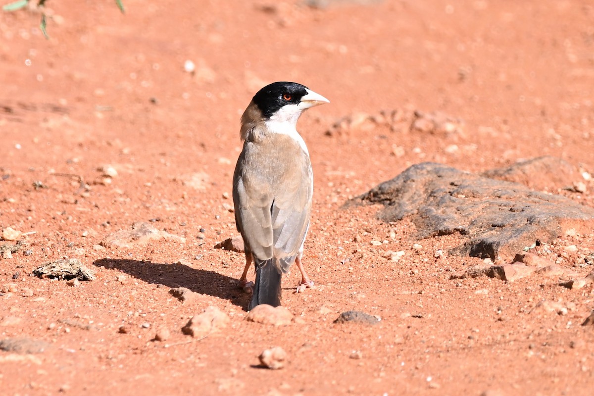Black-capped Social-Weaver - ML636608187