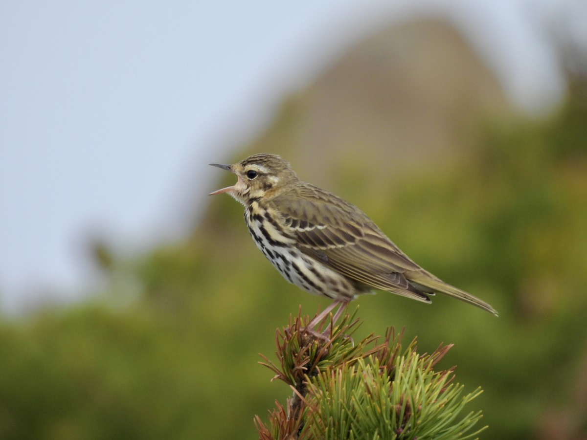 Prispolone indiano - ML636608202