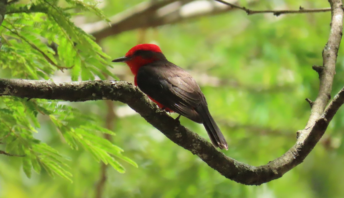 Vermilion Flycatcher - ML636608212