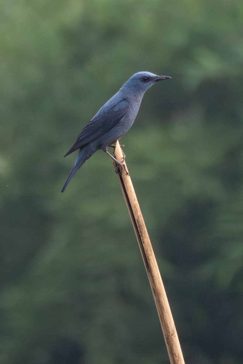 skalník modrý (ssp. pandoo) - ML636608218