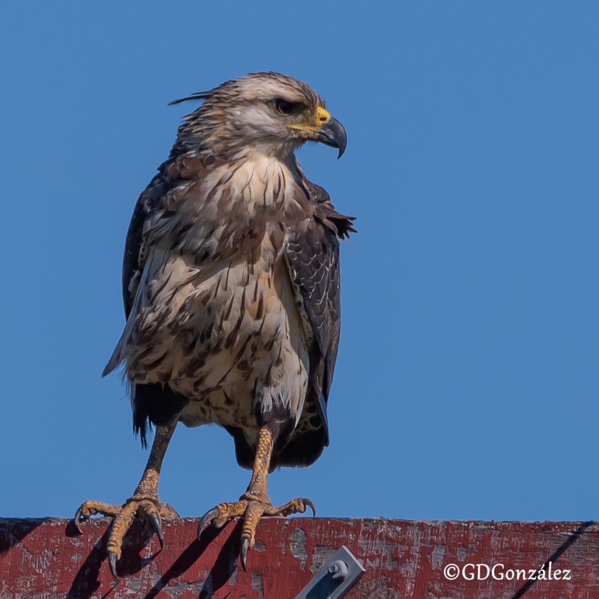 Chaco Eagle - ML636608235