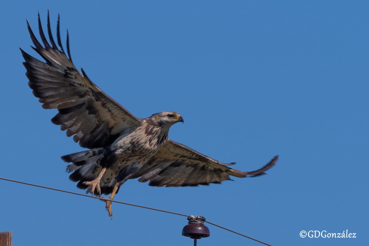 Chaco Eagle - ML636608238