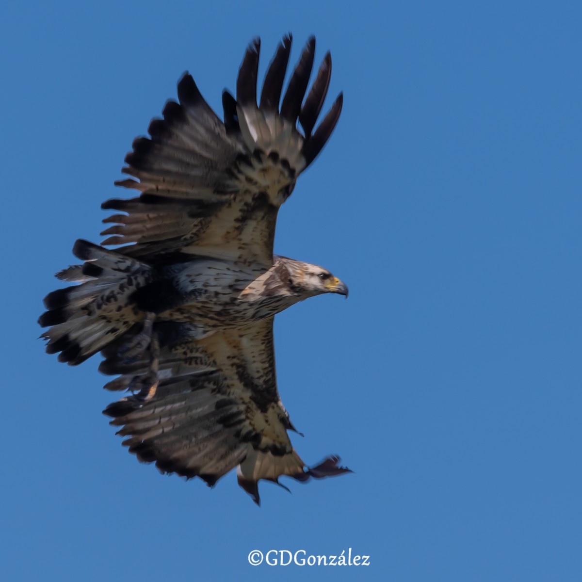 Chaco Eagle - ML636608240