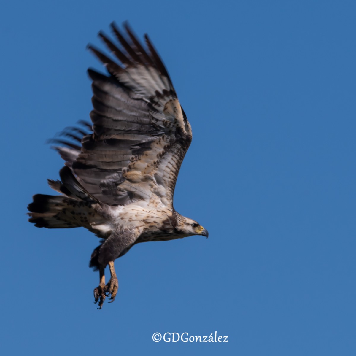 Chaco Eagle - ML636608241