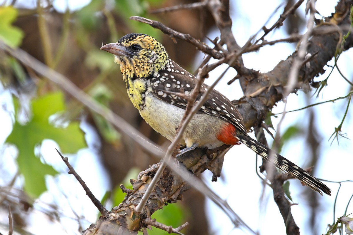 D'Arnaud's Barbet - ML636608242
