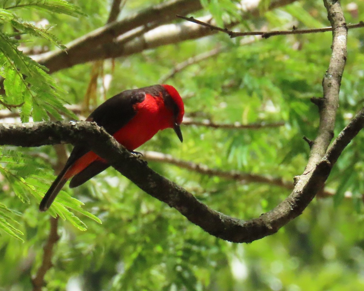 Vermilion Flycatcher - ML636608256