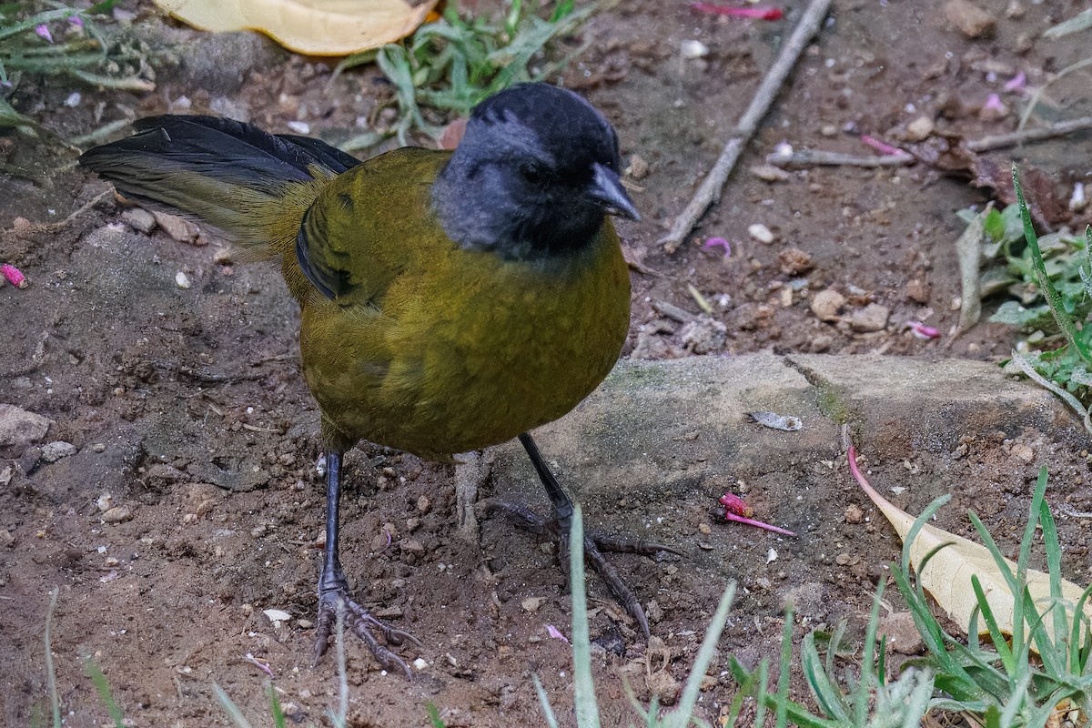 Large-footed Finch - ML636608270