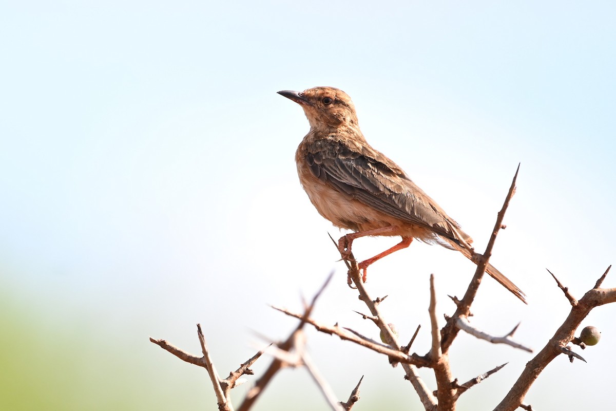 Pink-breasted Lark - ML636608322