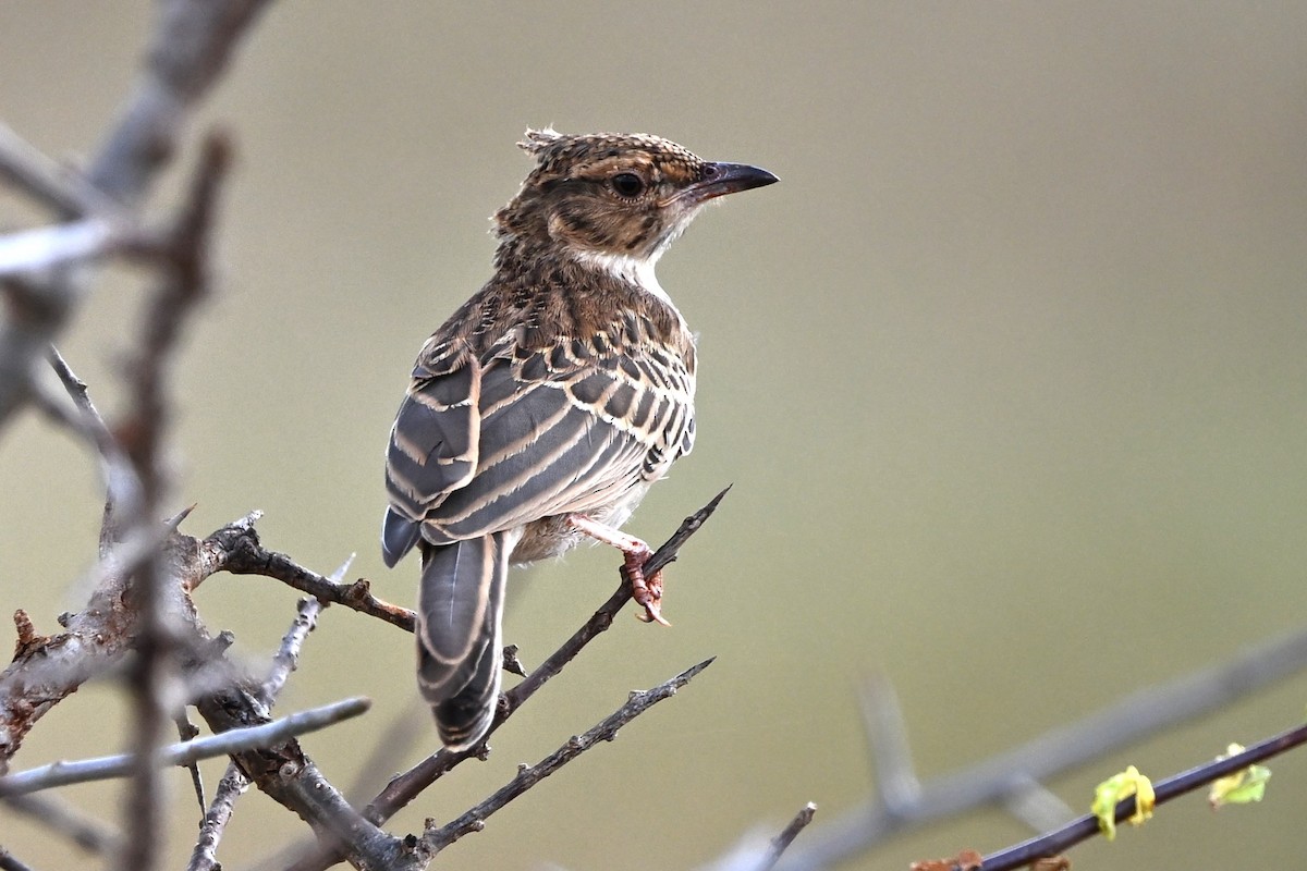 Red-winged Lark - ML636608375