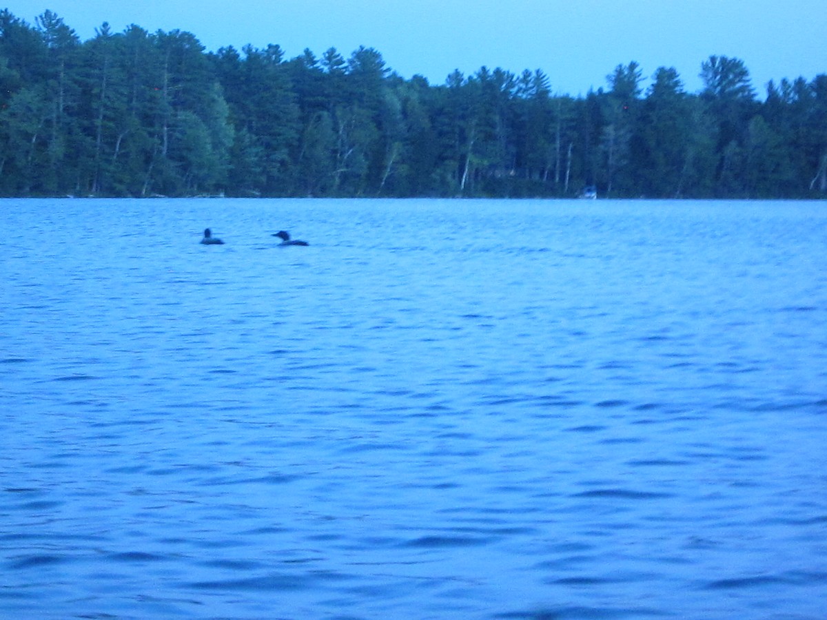 Common Loon - ML636608395