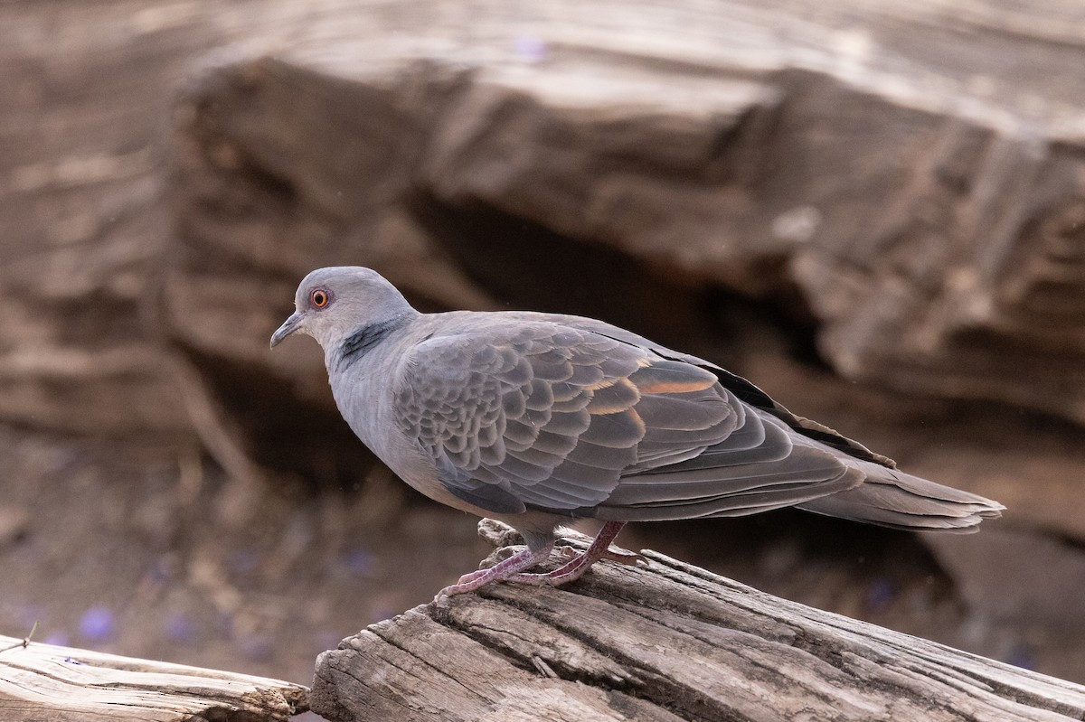 Dusky Turtle-Dove - ML636608401