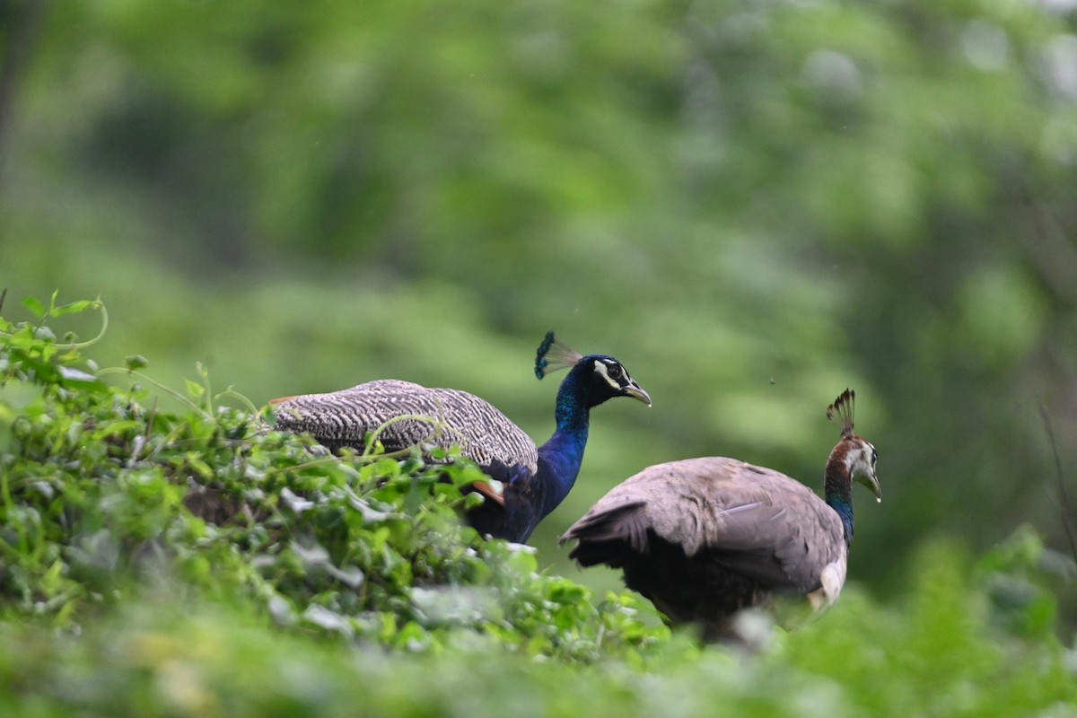 Indian Peafowl - ML636608464