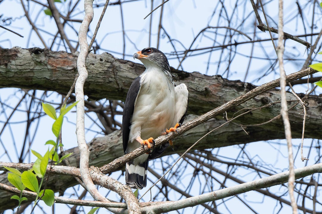 White-browed Hawk - ML636608484