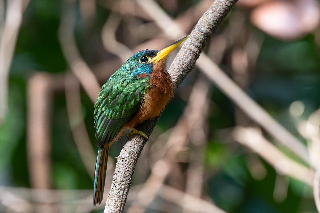 Blue-cheeked Jacamar - ML636608498