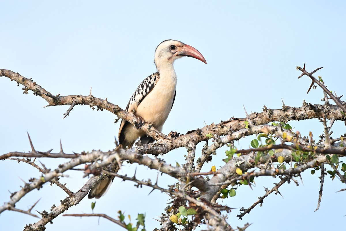 Northern Red-billed Hornbill - ML636608516