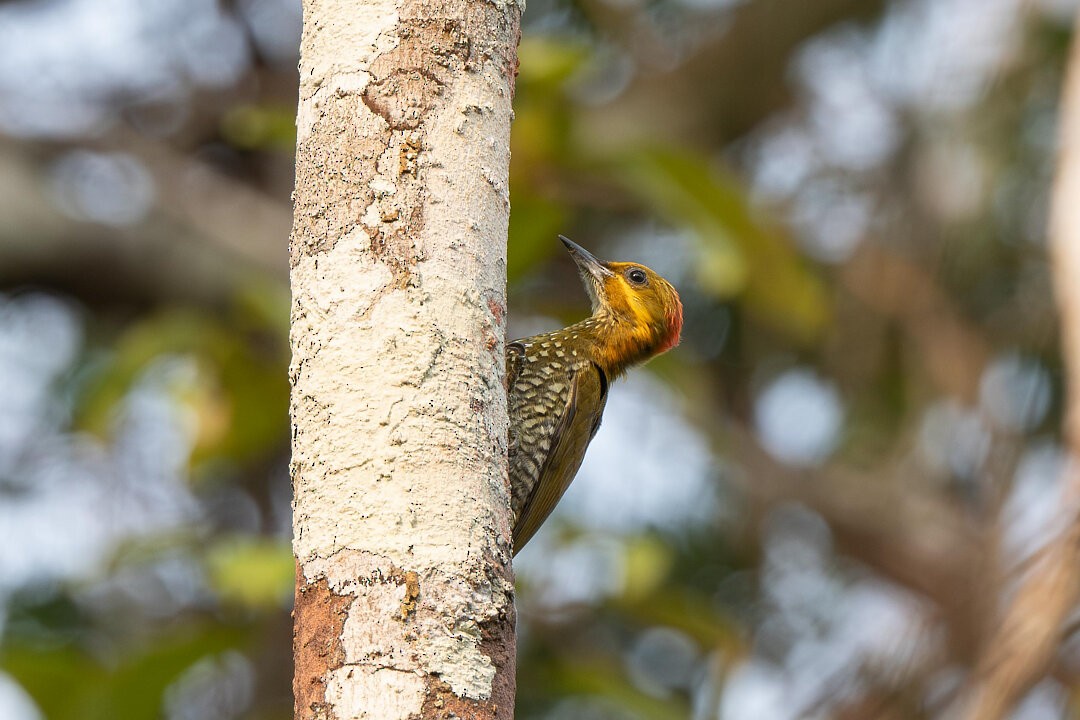 White-throated Woodpecker - ML636608517