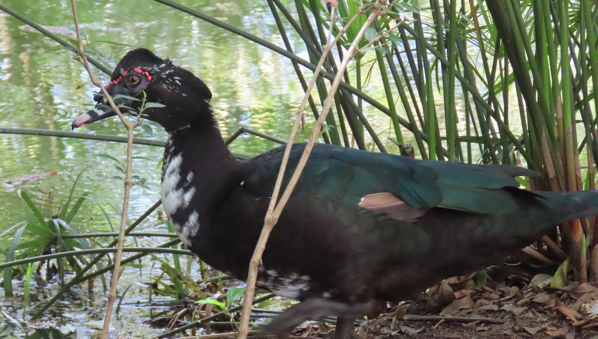 Muscovy Duck - ML636608526