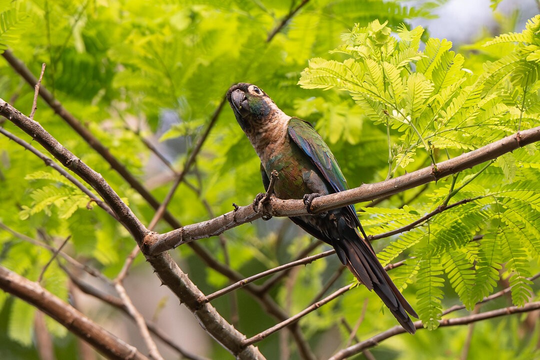Pearly Parakeet (anerythra) - ML636608531