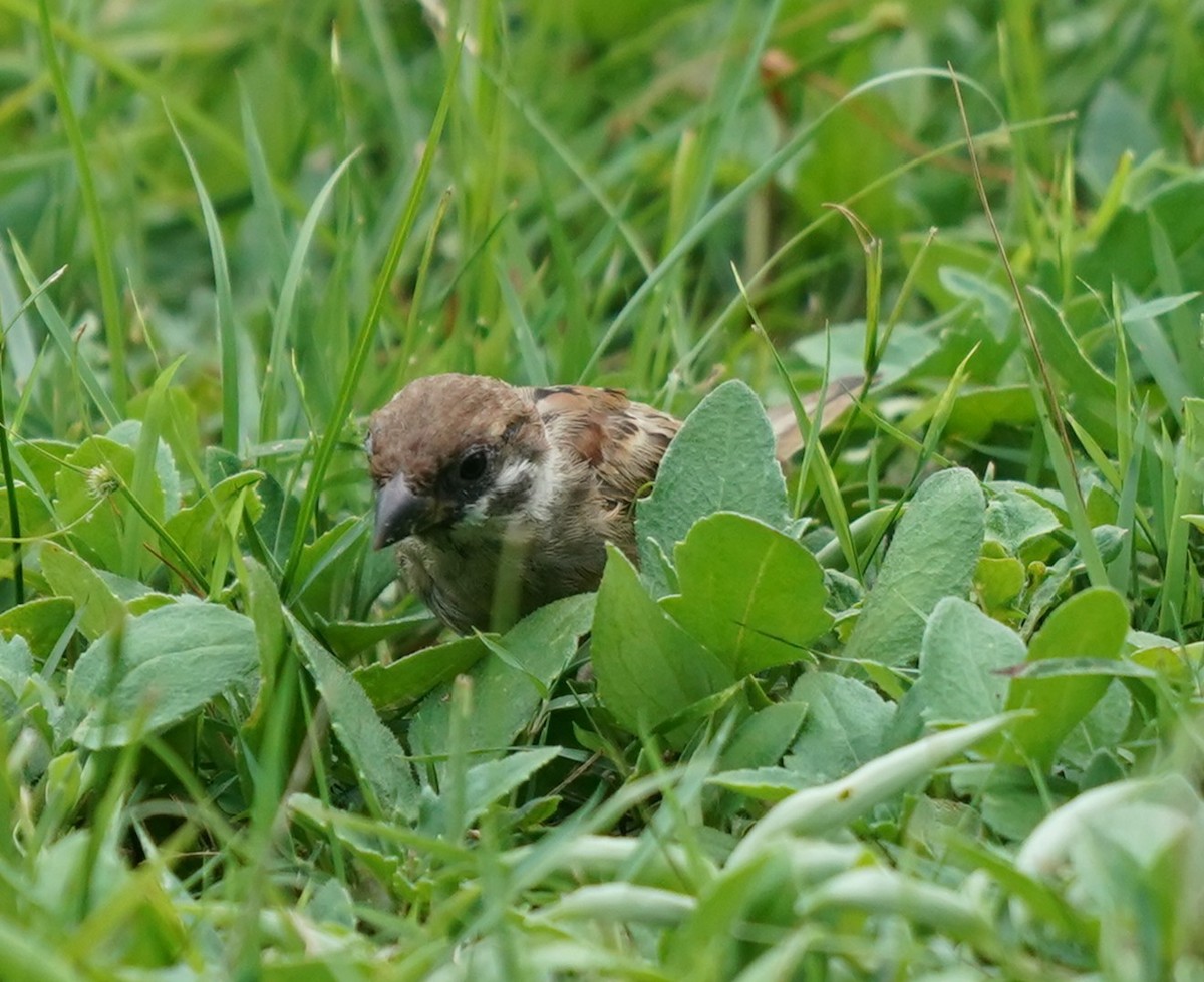 Eurasian Tree Sparrow - ML636608534