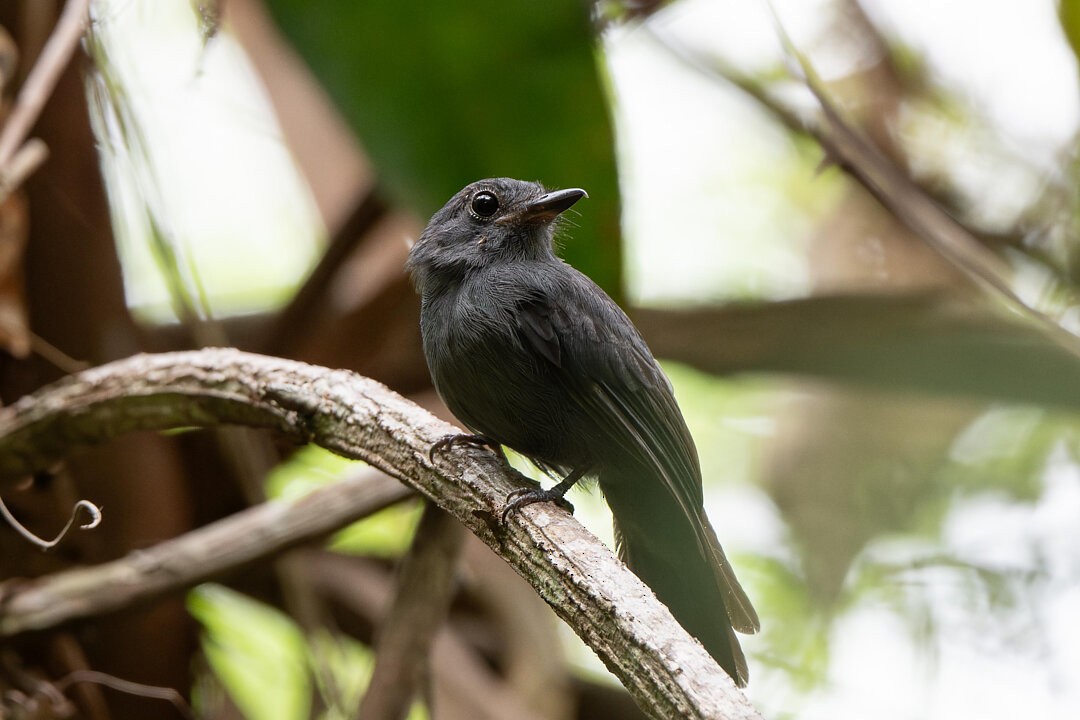 Cinereous Antshrike - ML636608546