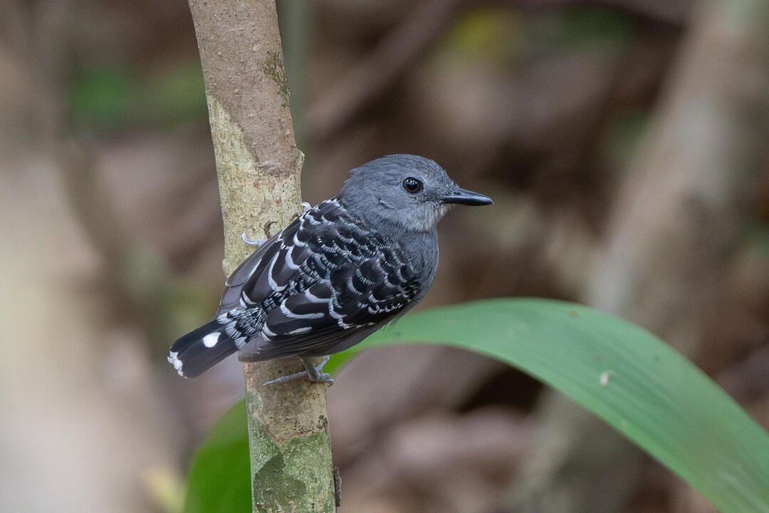 Xingu Scale-backed Antbird - ML636608556