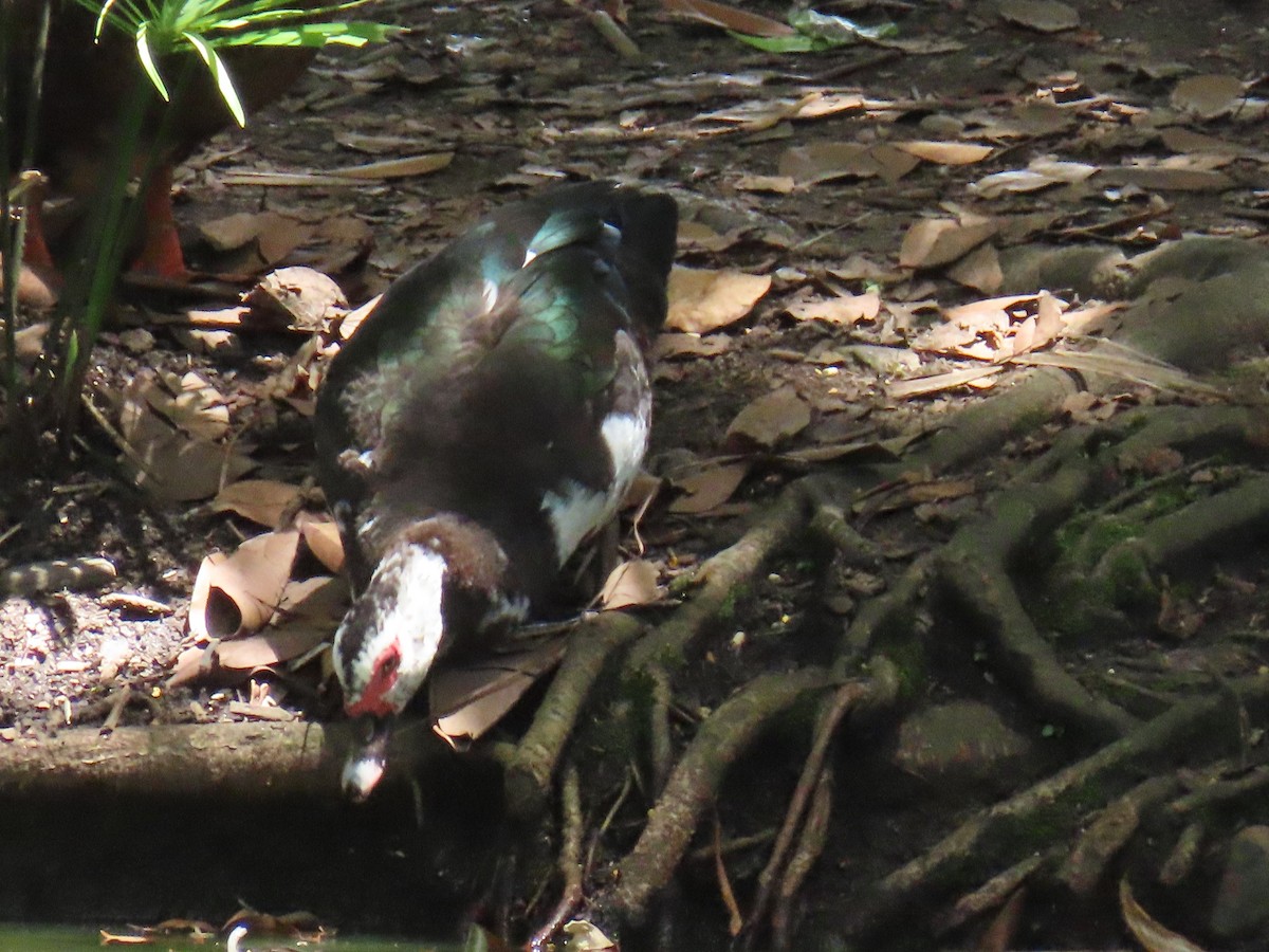 Muscovy Duck - ML636608672
