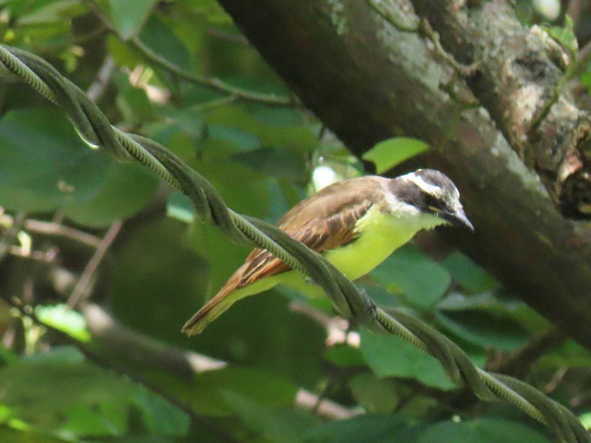 Great Kiskadee - ML636608906