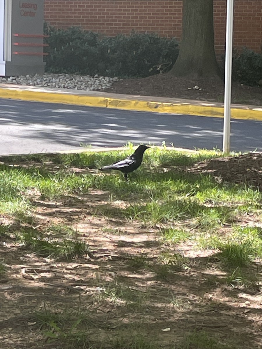 American Crow - ML636608920