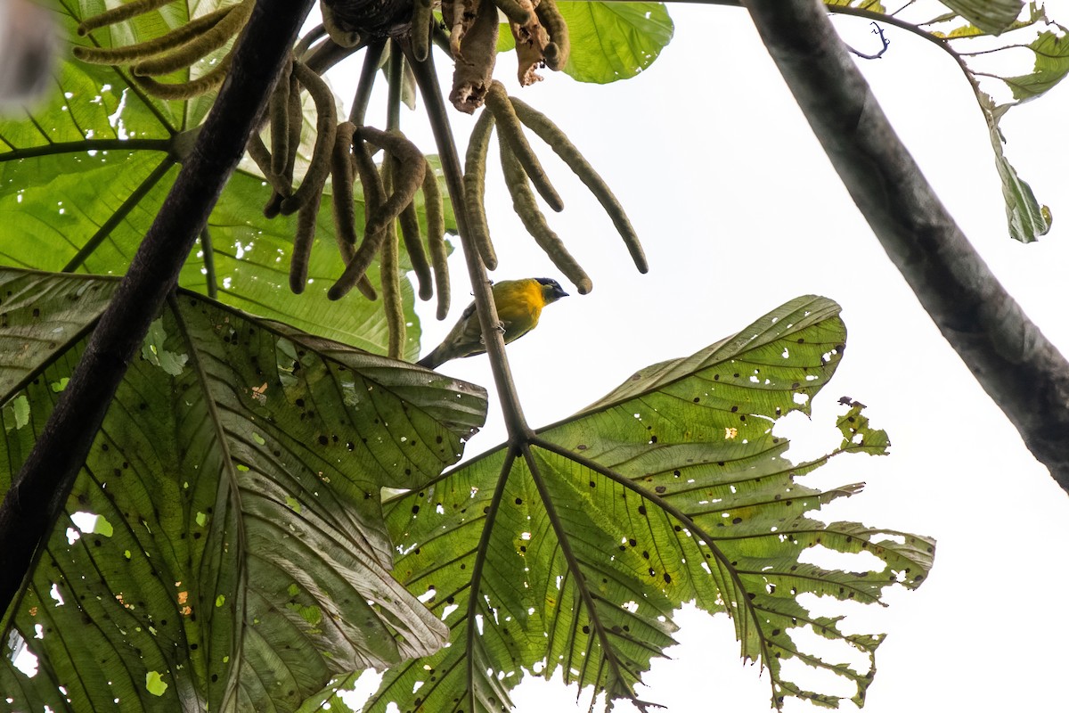 Green-and-gold Tanager - ML636608935