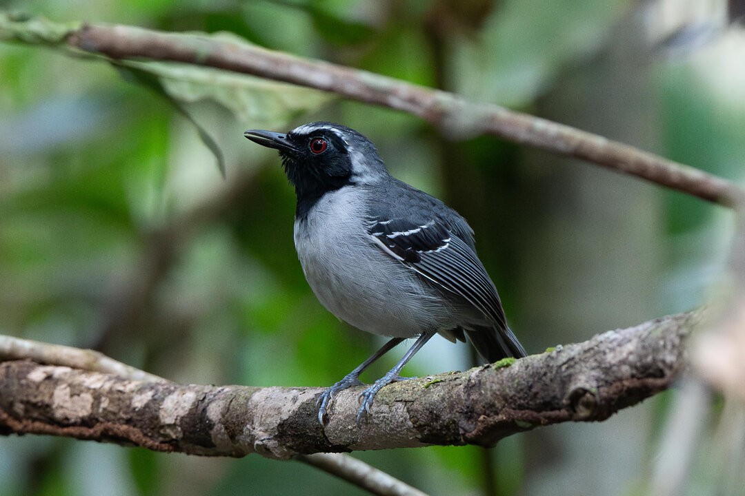 Black-faced Antbird - ML636608939