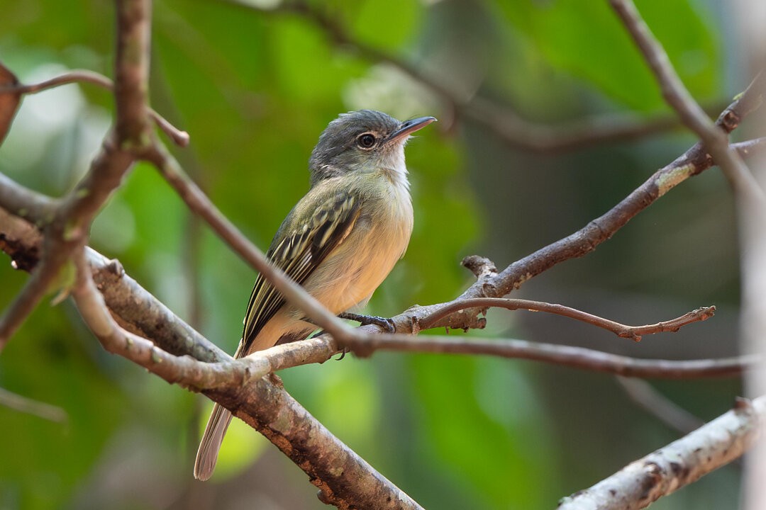 Yellow-margined Flatbill - ML636608956