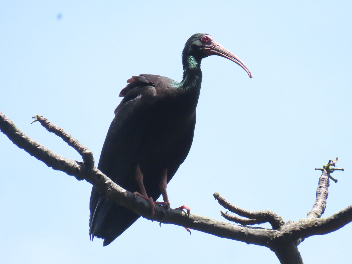 Bare-faced Ibis - ML636609005