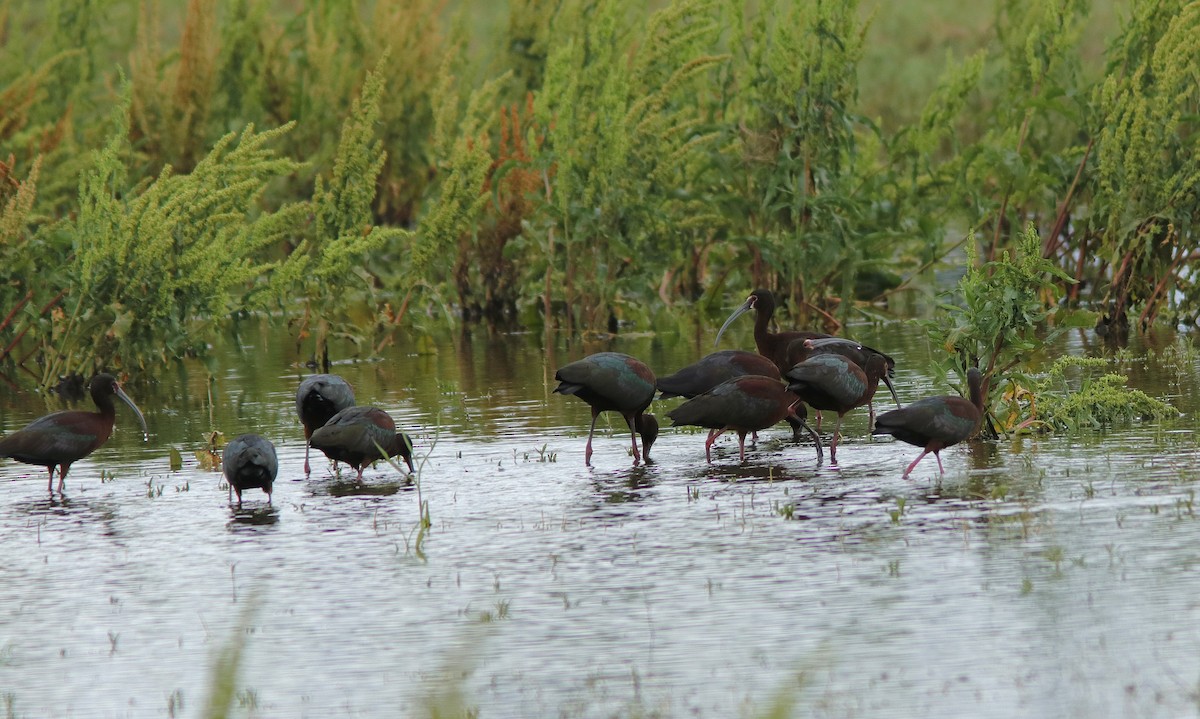 White-faced Ibis - ML636609014