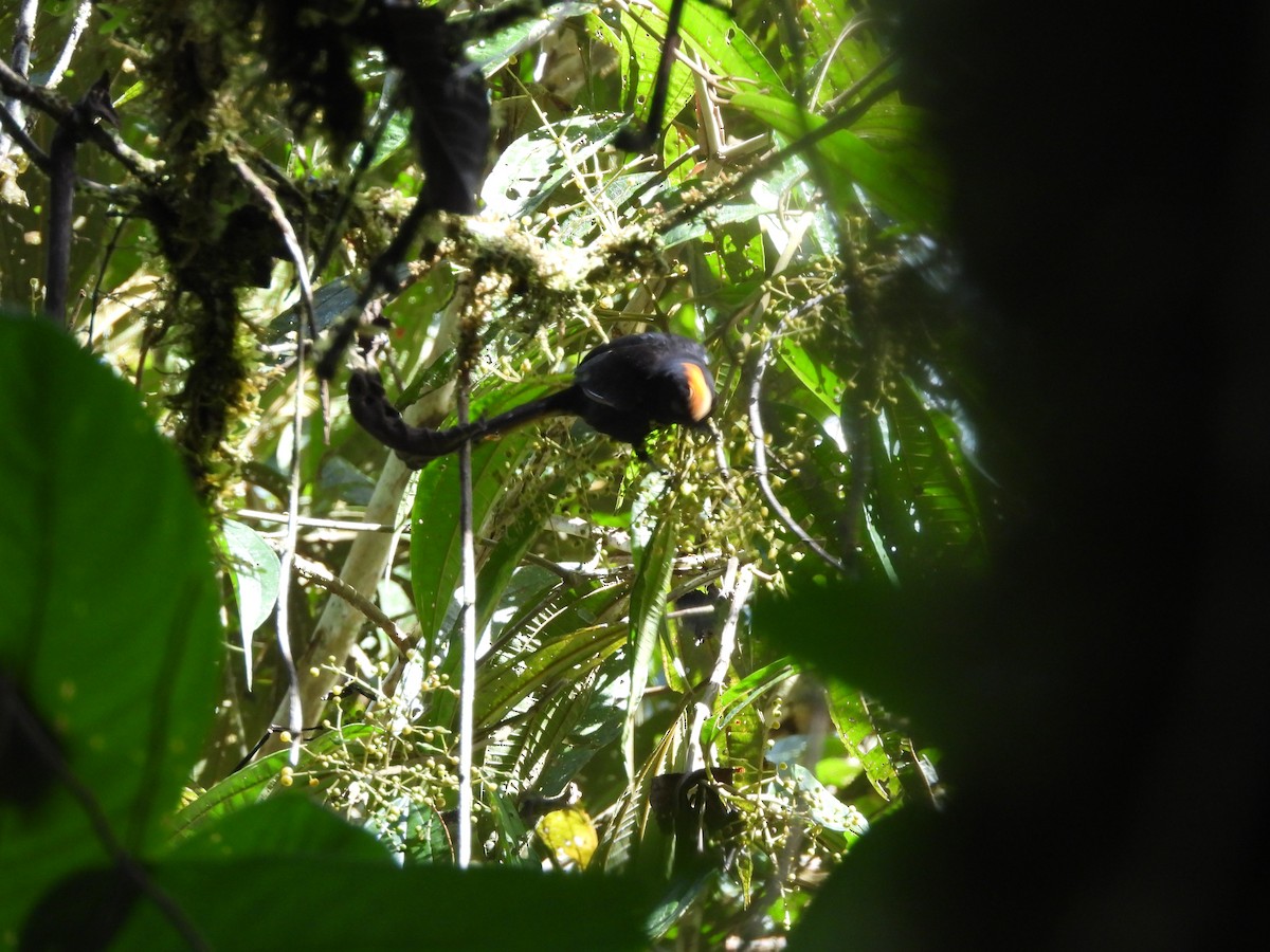 Fulvous-crested Tanager - ML636609024
