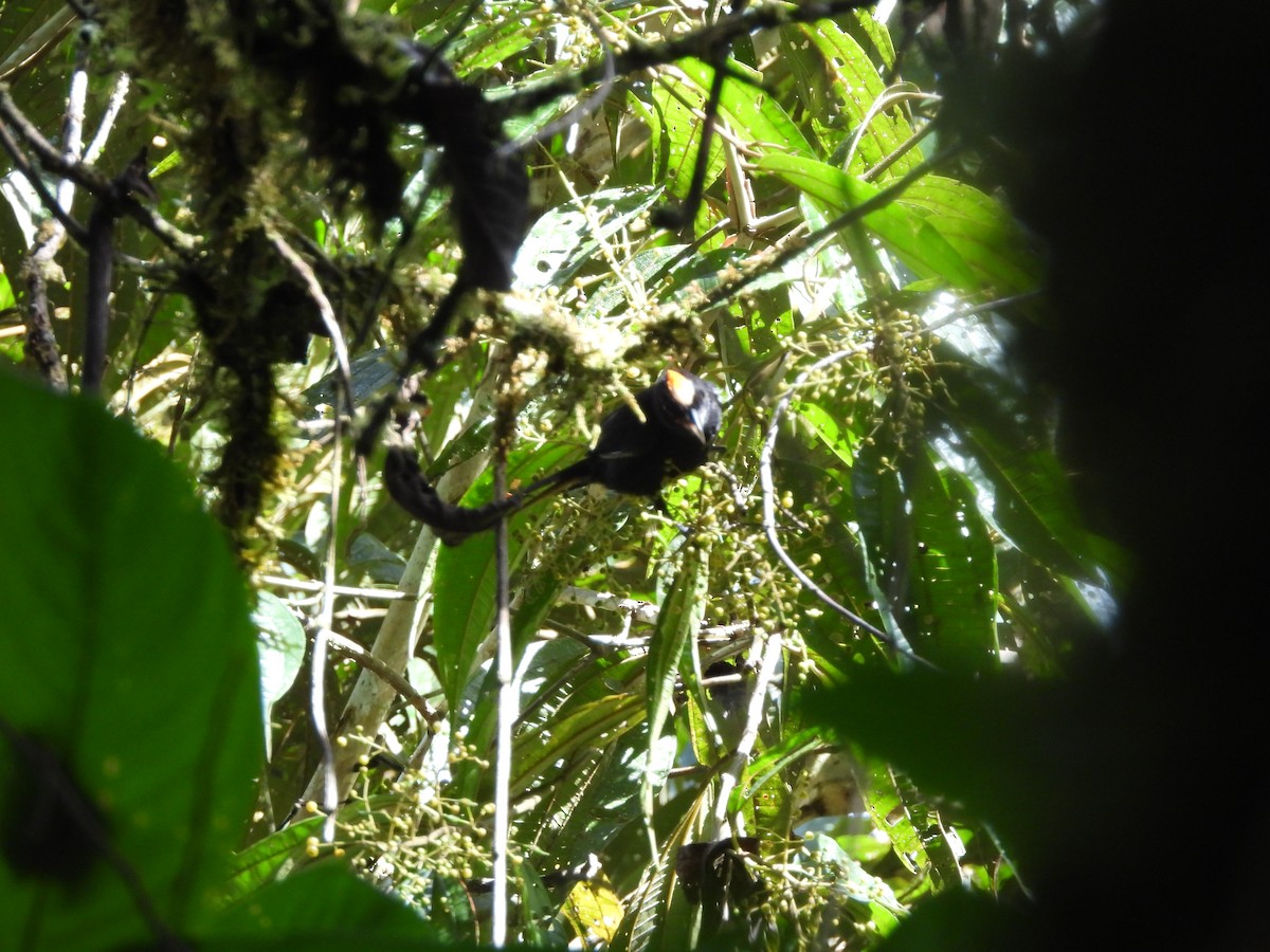 Fulvous-crested Tanager - ML636609028